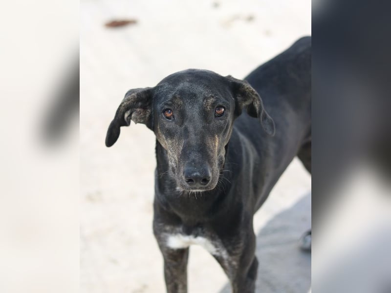 Nyota, geb. ca. 09/2023, lebt in GRIECHENLAND, auf einer privaten Pflegestelle