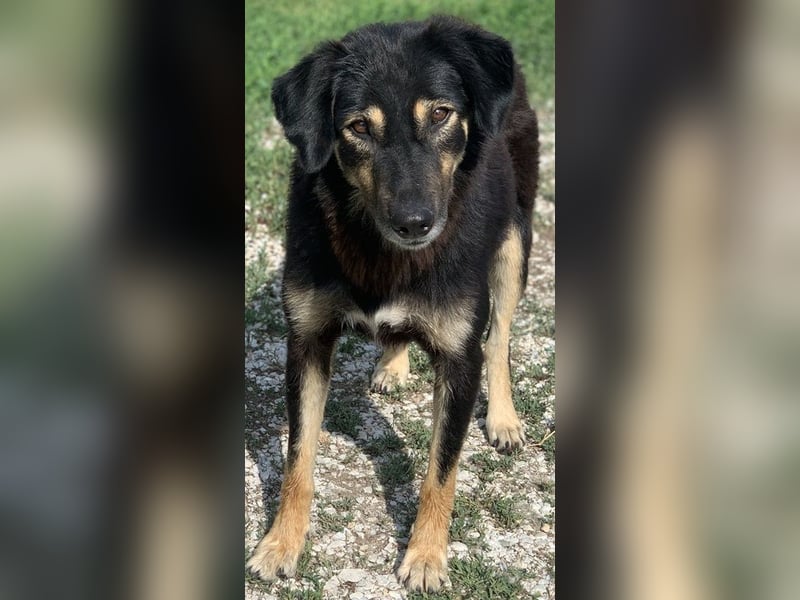 Lavinia, geb. ca. 06/2019, lebt in GRIECHENLAND, im städt. Tierheim Serres