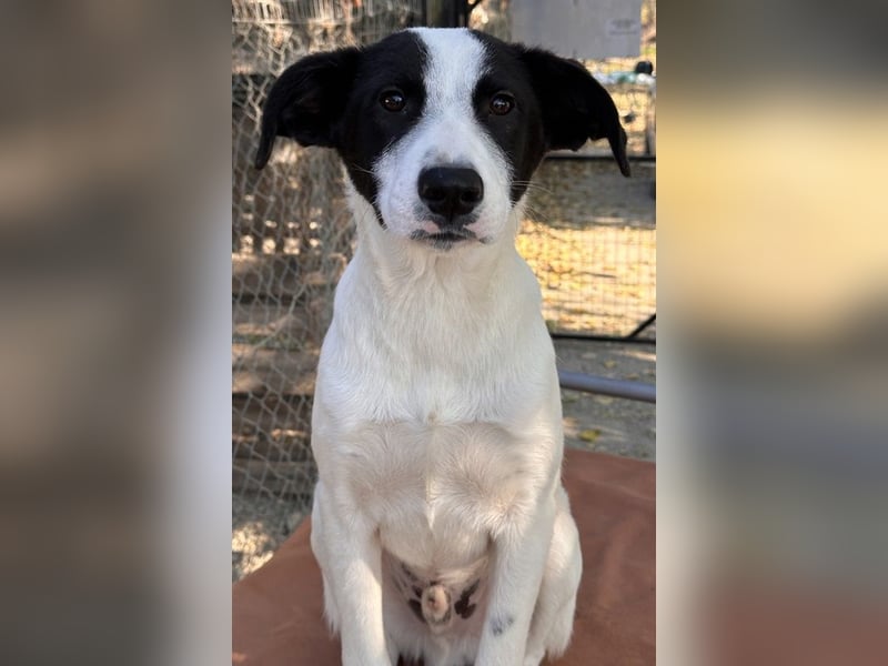 Capper, geb. ca. 06/2024, lebt in GRIECHENLAND, im städt. Tierheim Serres