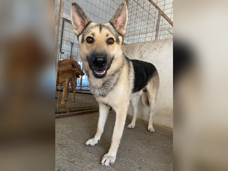 Hankan, geb. ca. 01/2024, lebt in GRIECHENLAND, im städt. Tierheim Serres