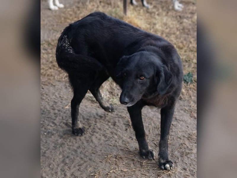 Swarzi, geb. 02/2018, lebt in GRIECHENLAND, im städt. Tierheim Serres