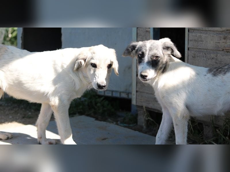 Wax, geb. ca. 04/2022, lebt in GRIECHENLAND, im städt. Tierheim Serres