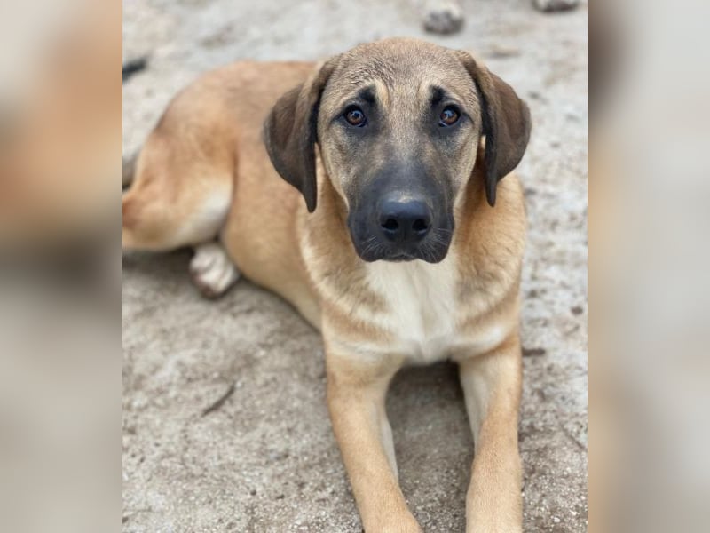 Zira, geb. ca. 02/2025, lebt in GRIECHENLAND, auf einer privaten Pflegestelle