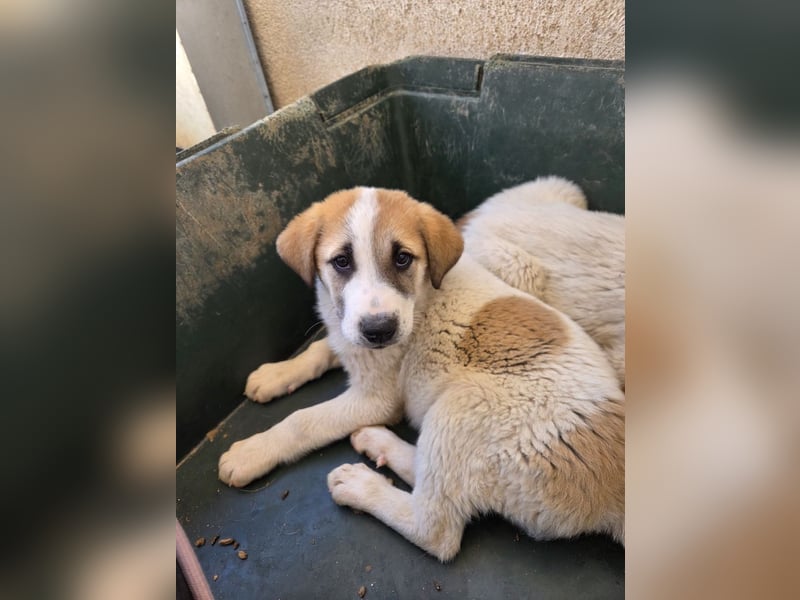 Alma, geb. ca. 02/2026, lebt in GRIECHENLAND, im städt. Tierheim Serres