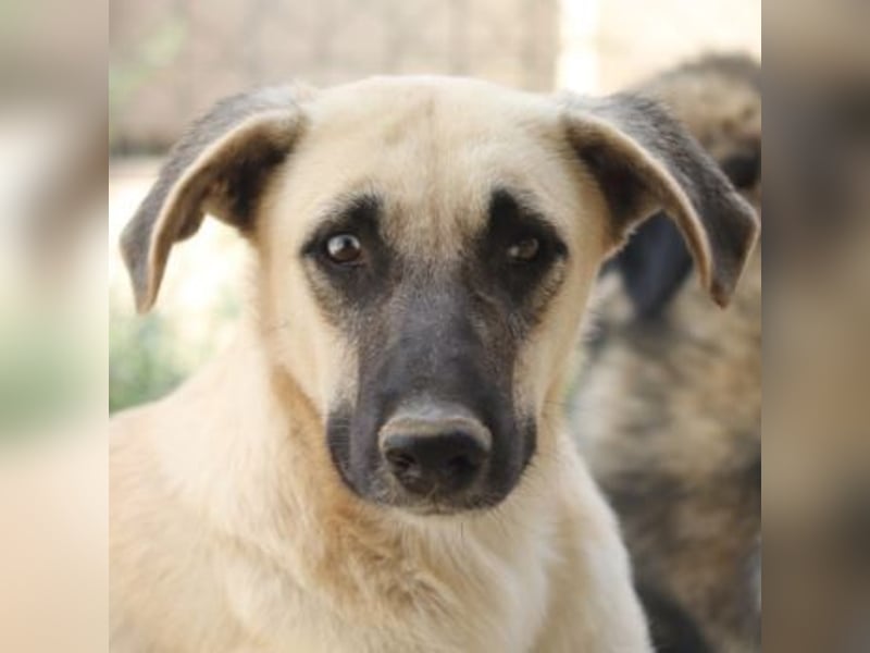 Carlchen, geb. ca. 03/2023, lebt in GRIECHENLAND, im städt. Tierheim Serres