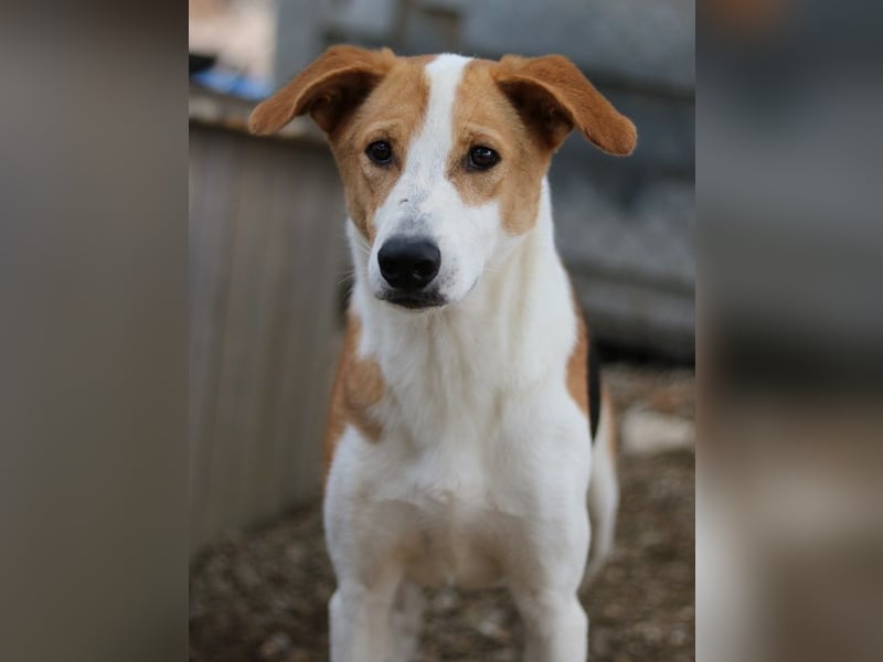 Eneas, geb. ca. 07/2023, lebt in GRIECHENLAND, im städt. Tierheim Serres