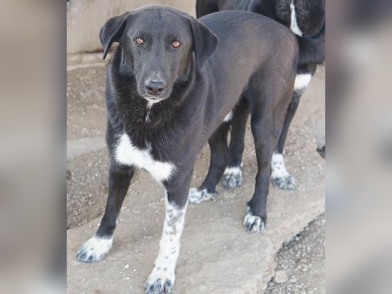 Frizelbliz, geb. ca. 03/2021, lebt in GRIECHENLAND, im städt. Tierheim Serres