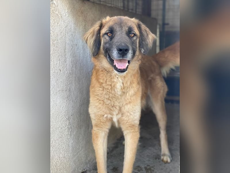 Lacasito, geb. ca. 01/2022, lebt in GRIECHENLAND, im städt. Tierheim Serres