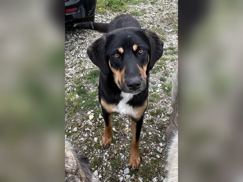 Letti, geb. ca. 05/2024, lebt in GRIECHENLAND, auf einem Gelände, wird notdürftig versorgt