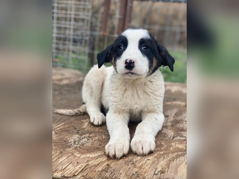 Hawaii, geb. ca. 11/2025, lebt in GRIECHENLAND, auf einer privaten Pflegestelle