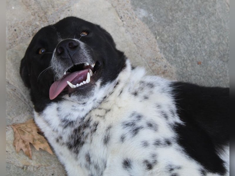 Kimisi, geb. ca. 03/2024, lebt in GRIECHENLAND, auf einer privaten Pflegestelle