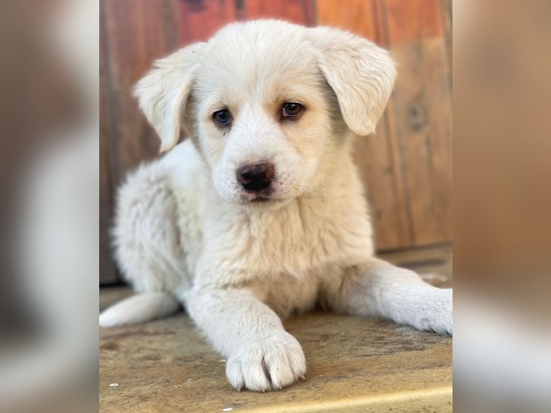 Nacho, geb. ca. 03/2026, lebt in GRIECHENLAND, auf einer privaten Pflegestelle