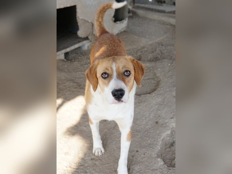 Palia, geb. ca. 09/2024, lebt in GRIECHENLAND, im städt. Tierheim Serres