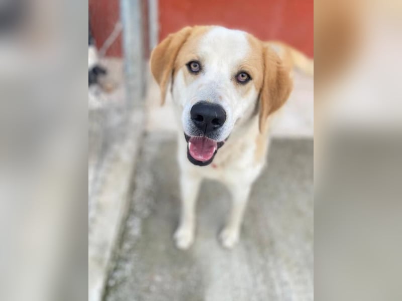 Nikki, geb. ca. 06/2022, lebt in GRIECHENLAND, im städt. Tierheim Serres