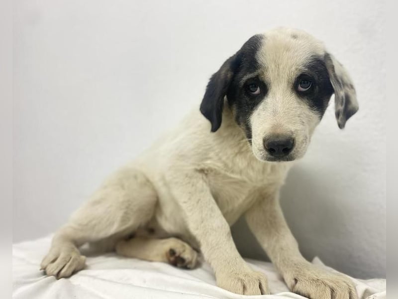 Sunshine, geb. ca. 11/2022, lebt in GRIECHENLAND, im städt. Tierheim Serres