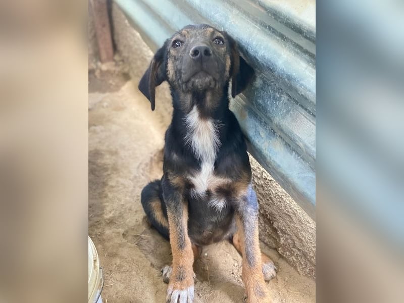 Miranda, geb. ca. 01/2026, lebt in GRIECHENLAND, auf einer privaten Pflegestelle