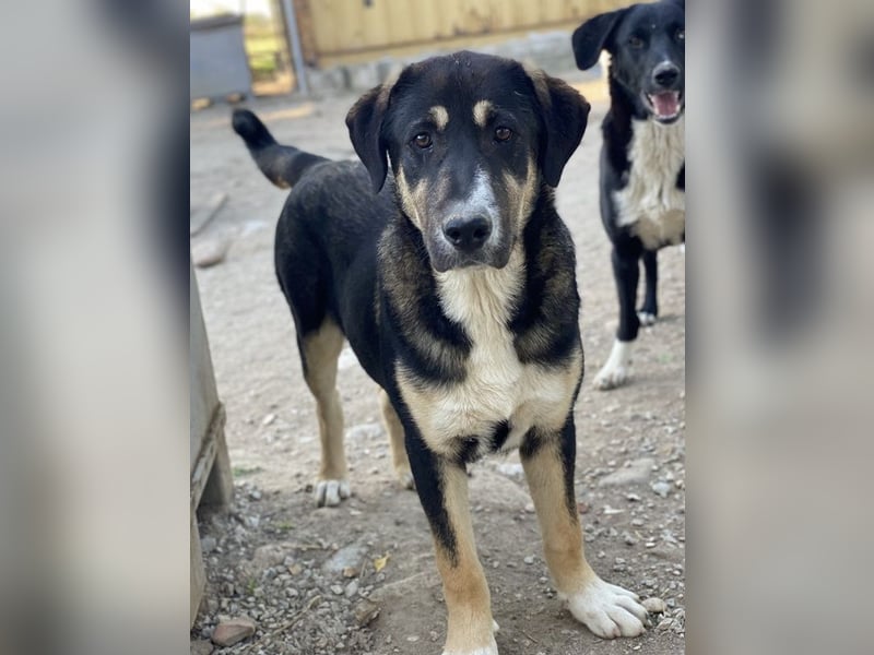 Liko, geb. ca. 11/2023, lebt in GRIECHENLAND, im städt. Tierheim Serres