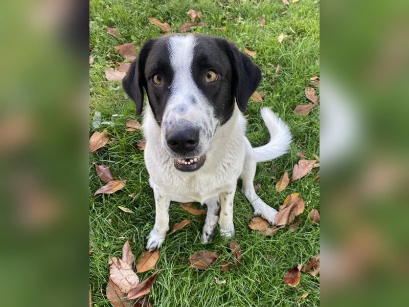 Penny, geb. ca. 05/2023, lebt in GRIECHENLAND, im städt. Tierheim Serres