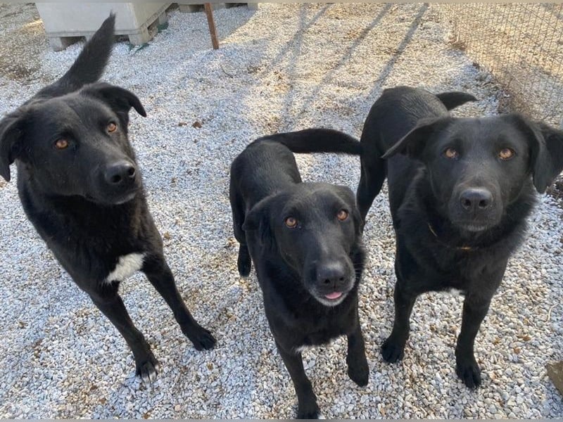 Dakar, geb. ca. 01/2019, lebt in GRIECHENLAND, im städt. Tierheim Serres