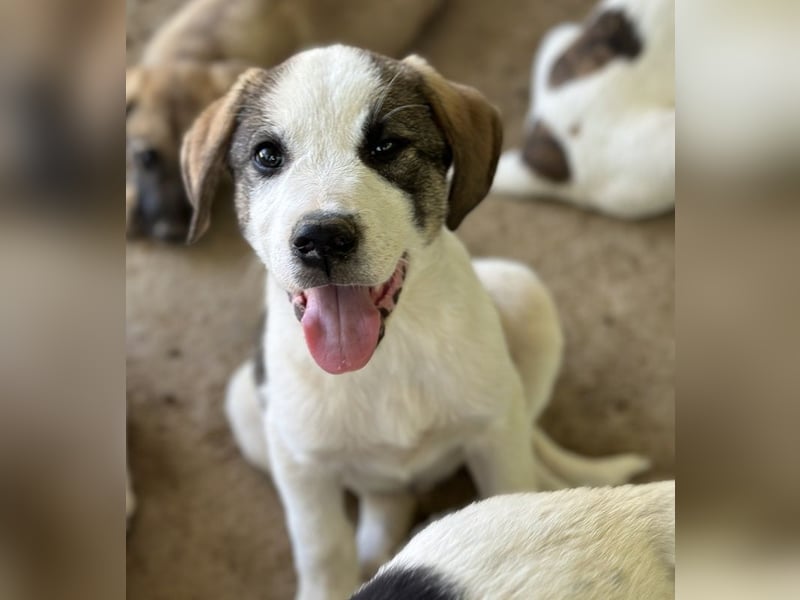 Zengo, geb. ca. 02/2025, lebt in GRIECHENLAND, auf einer privaten Pflegestelle