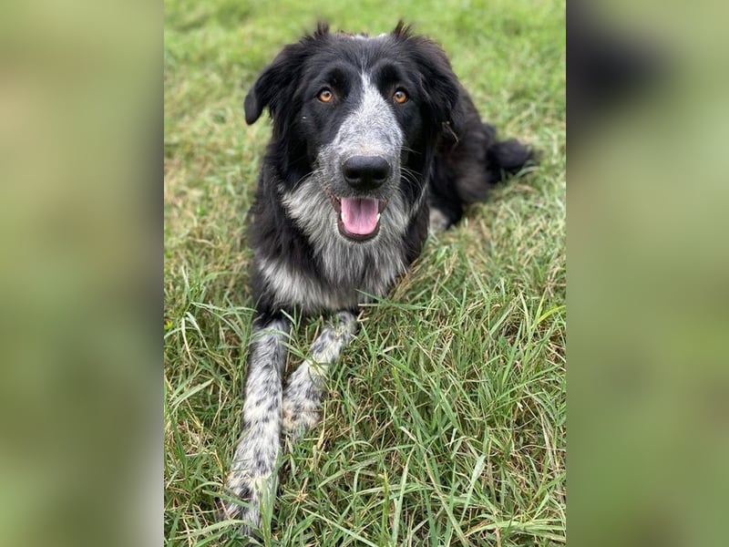 Lessa, geb. ca. 09/2022, lebt in GRIECHENLAND, im städt. Tierheim Serres