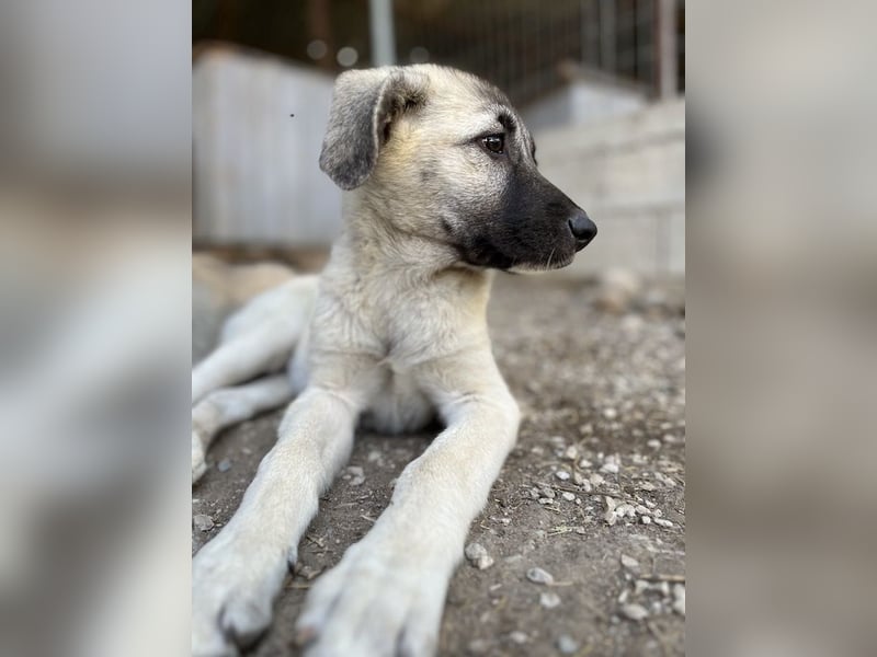 Juju, geb. ca. 02/2024, lebt in GRIECHENLAND, im städt. Tierheim Serres