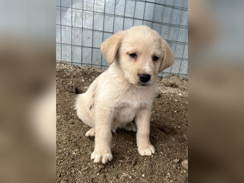 Ljón, geb. ca. 11/2025, lebt in GRIECHENLAND, auf einer privaten Pflegestelle