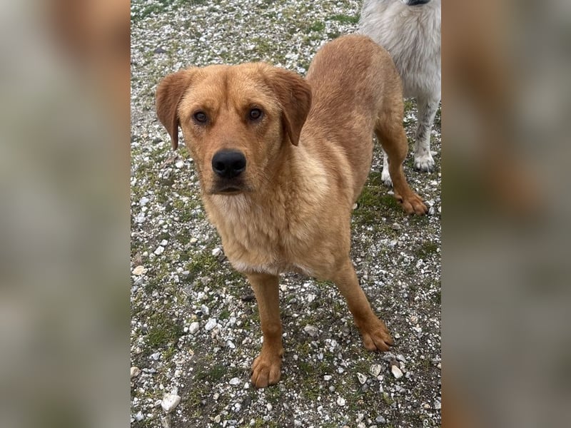 Valor, geb. ca. 05/2024, lebt in GRIECHENLAND, auf einem Gelände, wird notdürftig versorgt