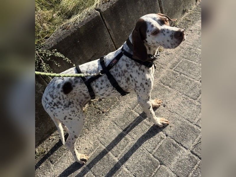 Acira, geb. ca. 04/2023, lebt auf einer Pflegestelle in 67735 Mehlbach