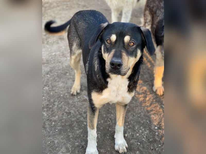 Bibi, geb. ca. 05/2023, lebt in GRIECHENLAND, im städt. Tierheim Serres