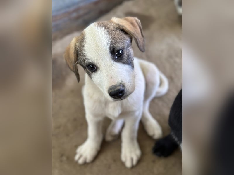 Zengo, geb. ca. 02/2025, lebt in GRIECHENLAND, auf einer privaten Pflegestelle