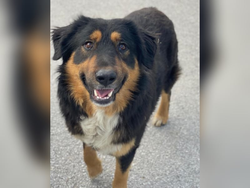 Sirius Black, geb. ca. 12/2023, lebt in GRIECHENLAND, im städt. Tierheim Serres