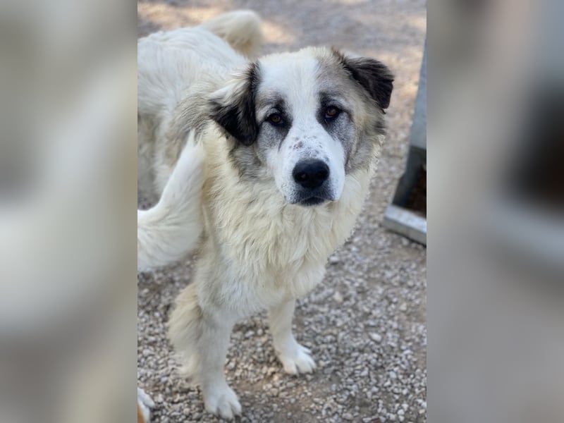 Wesley, geb. ca. 11/2022, lebt in GRIECHENLAND, im städt. Tierheim Serres