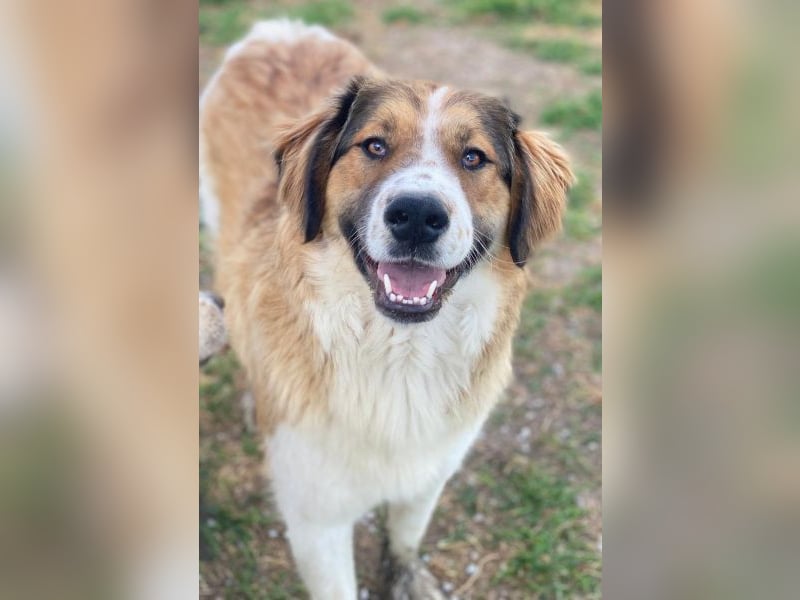 Barkley, geb. ca. 10/2024, lebt in GRIECHENLAND, auf einer privaten Pflegestelle