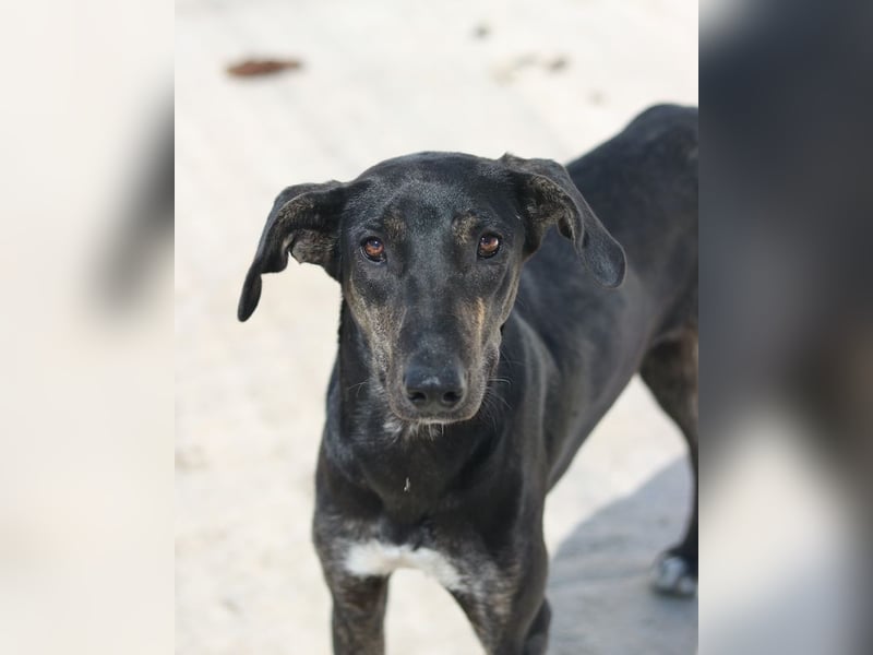 Nyota, geb. ca. 09/2023, lebt in GRIECHENLAND, auf einer privaten Pflegestelle