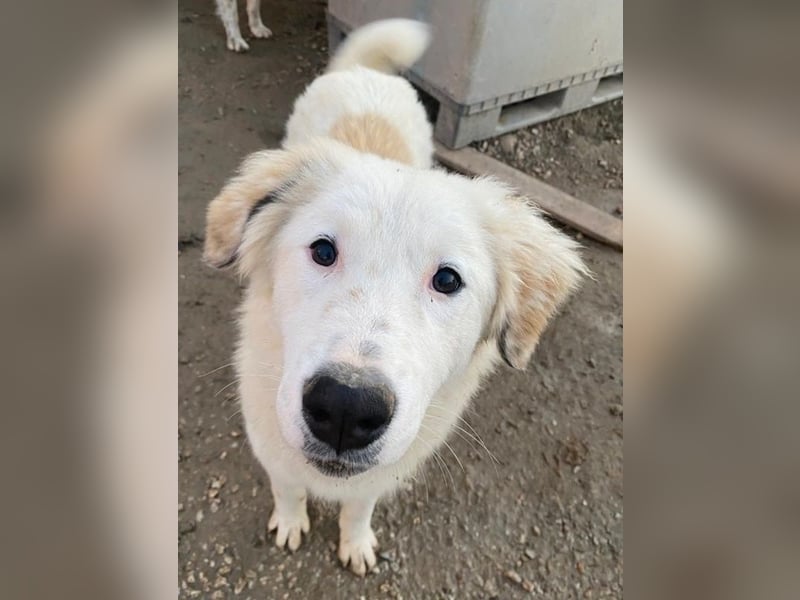 Skippy, geb. ca. 05/2022, lebt in GRIECHENLAND, im städt. Tierheim Serres