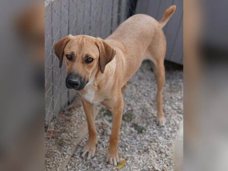 Bardo, geb. ca. 09/2023, lebt in GRIECHENLAND, im städt. Tierheim Serres
