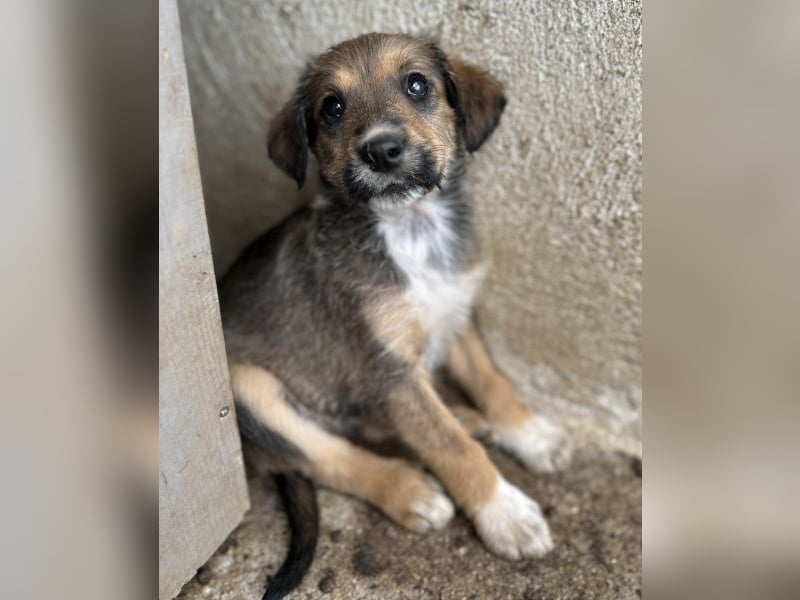Woody, geb. ca. 02/2026, lebt in GRIECHENLAND, im städt. Tierheim Serres