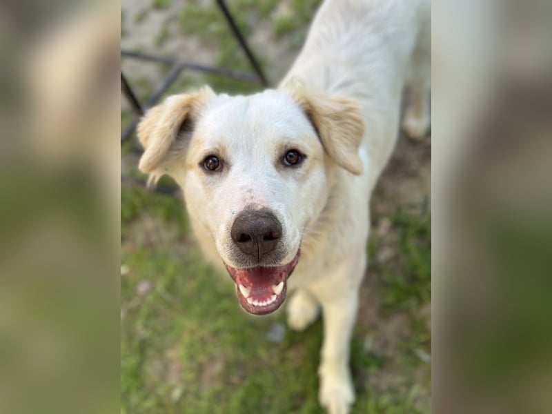 Malu, geb. ca. 07/2024, lebt in GRIECHENLAND, auf einer privaten Pflegestelle