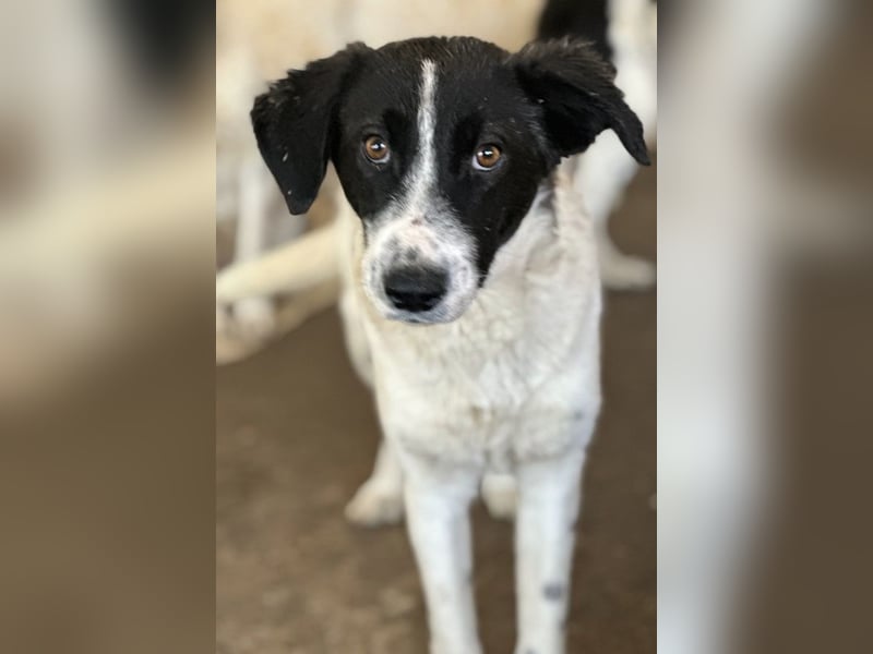 Niara, geb. ca. 03/2024, lebt in GRIECHENLAND, auf einer privaten Pflegestelle