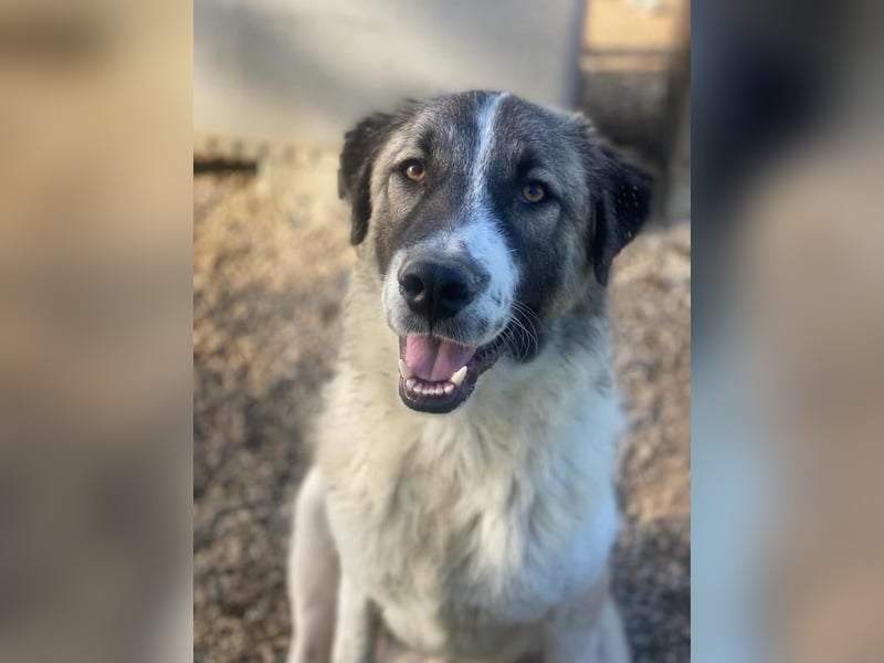 Joel, geb. ca. 01/2023, lebt in GRIECHENLAND, im städt. Tierheim Serres