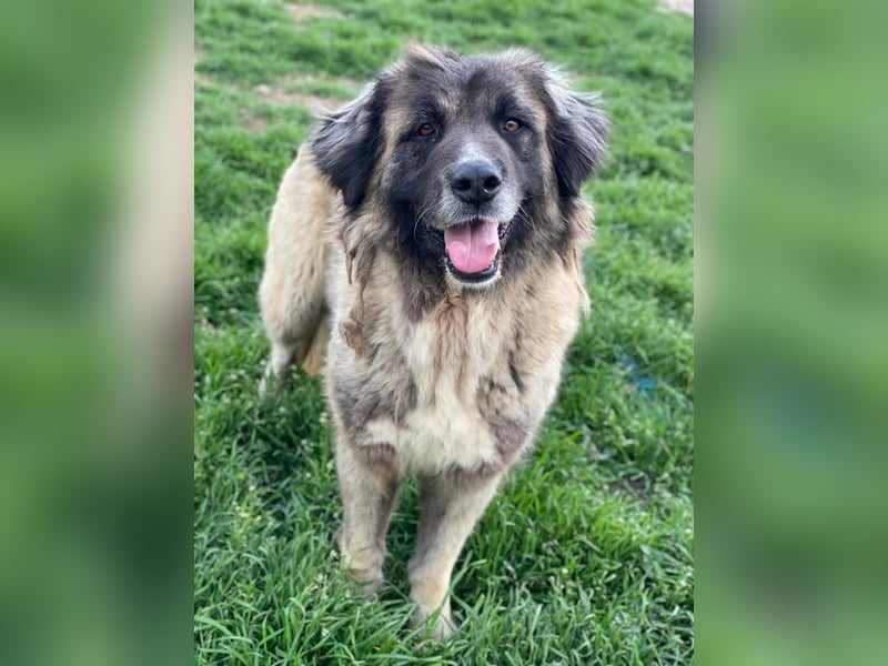 Harper, geb. ca. 12/2018, lebt in GRIECHENLAND, im städt. Tierheim Serres