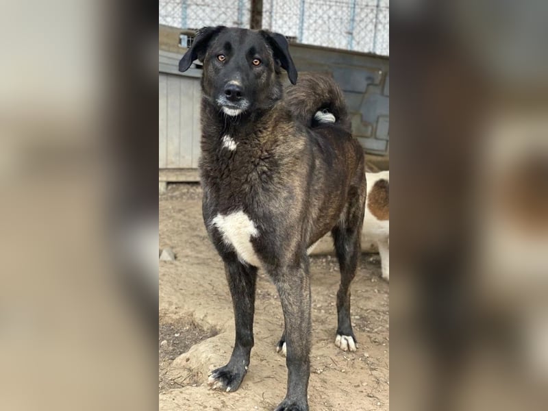 Niabi, geb. ca. 05/2023, lebt in GRIECHENLAND, im städt. Tierheim Serres