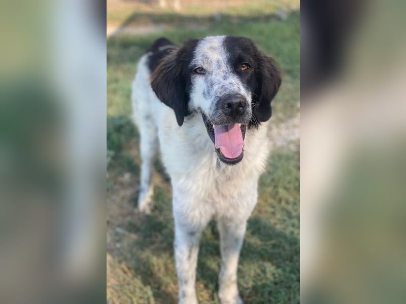 Yuni, geb. ca. 03/2023, lebt in GRIECHENLAND, im städt. Tierheim Serres