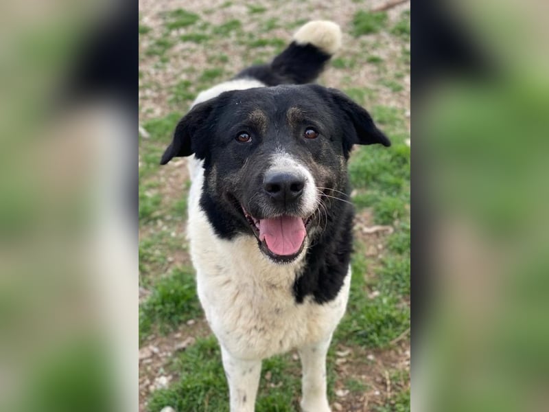 Thanio, geb. ca. 06/2020, lebt in GRIECHENLAND, im städt. Tierheim Serres