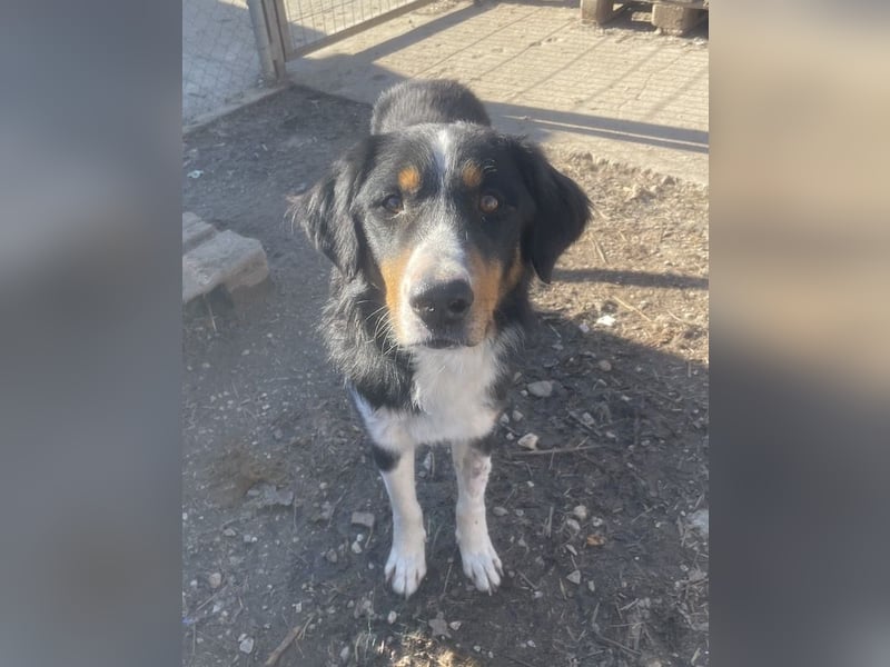 Silvan, geb. ca.02/2023, lebt in GRIECHENLAND, im städt. Tierheim Serres