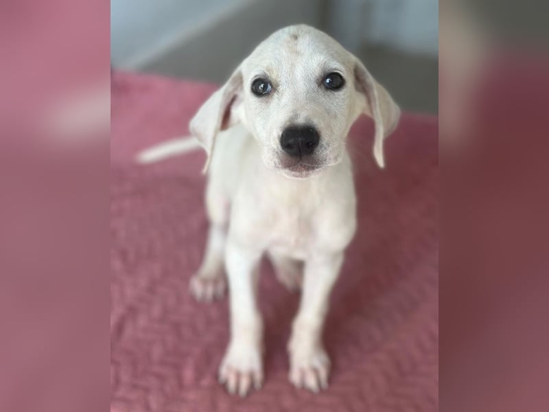 Lily, geb. ca. 05/2026, lebt in GRIECHENLAND, im städt. Tierheim Serres