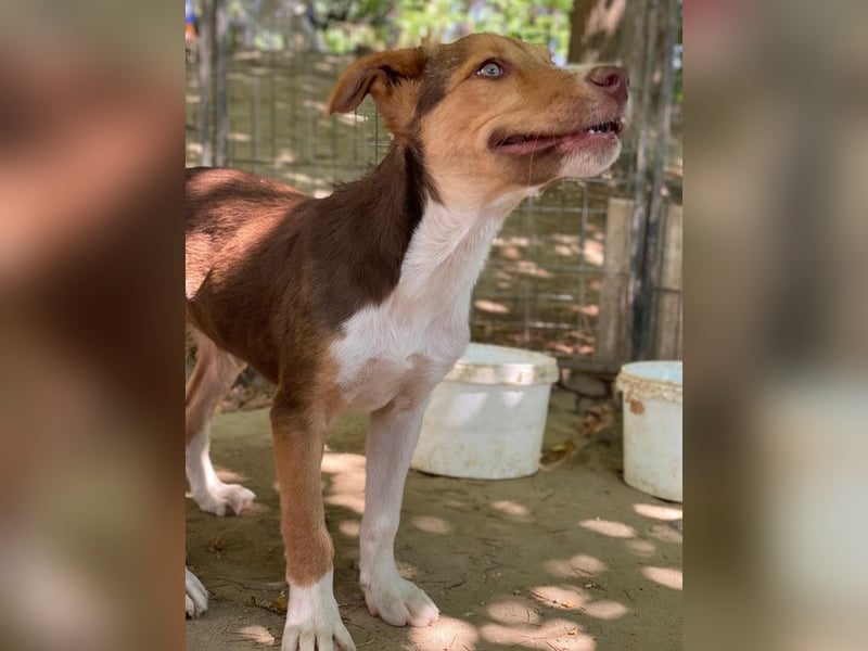 Hardo, geb. ca. 01/2025, lebt in GRIECHENLAND, auf einer privaten Pflegestelle