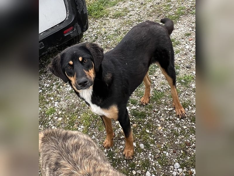 Letti, geb. ca. 05/2024, lebt in GRIECHENLAND, auf einem Gelände, wird notdürftig versorgt