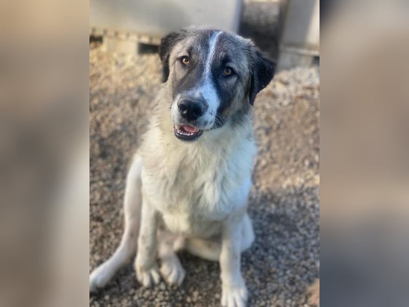 Joel, geb. ca. 01/2023, lebt in GRIECHENLAND, im städt. Tierheim Serres